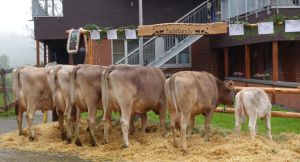 Danea Barmettler Niklaus Kgiswil